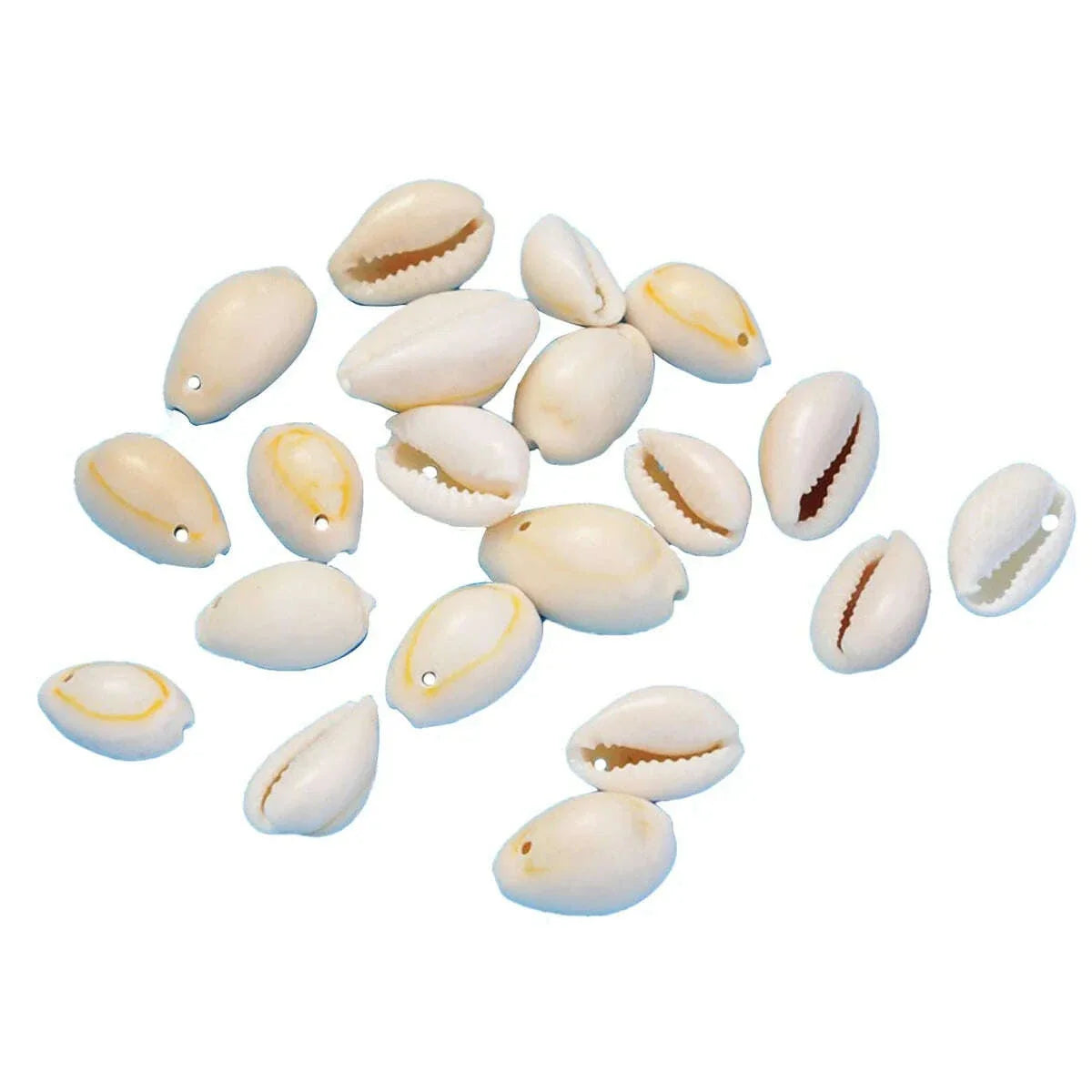 Sea shell 12 pcs